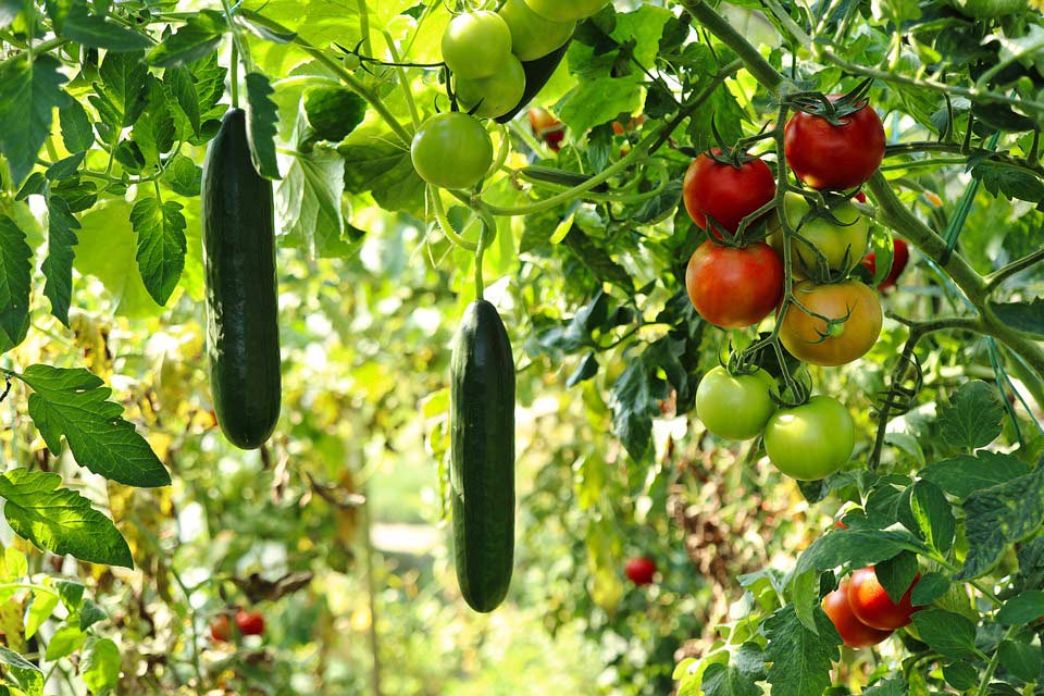 Nutzgarten mit Tomaten und Gurken